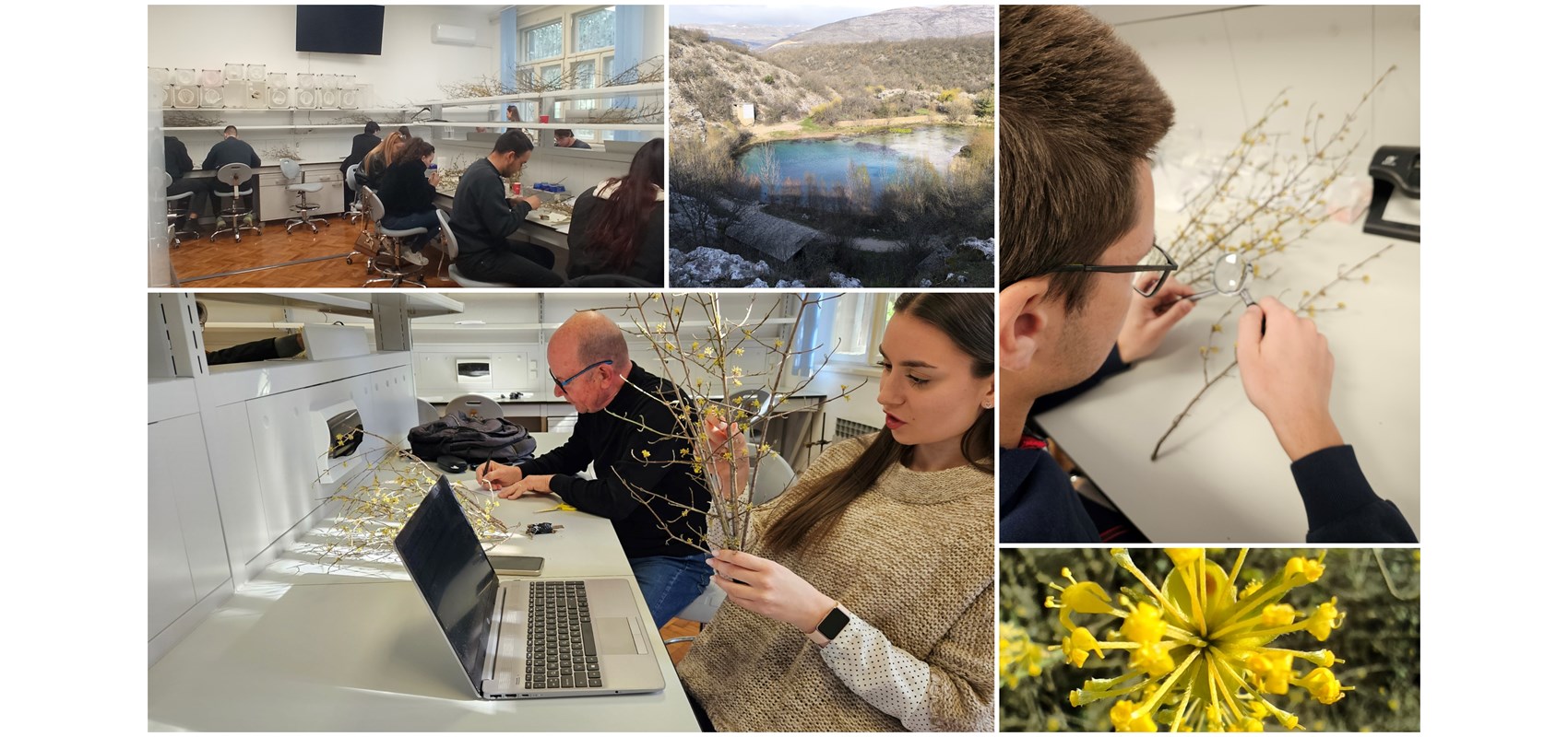 Terenske i laboratorijske aktivnosti Agromediteranskog fakulteta u okviru projekta za istraživanje drijenka